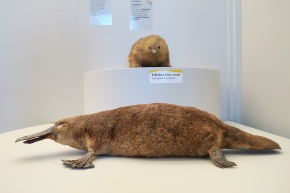 museum de histoire naturelle troyes 8-2025 2788